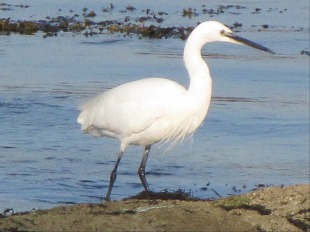aigrette garzette